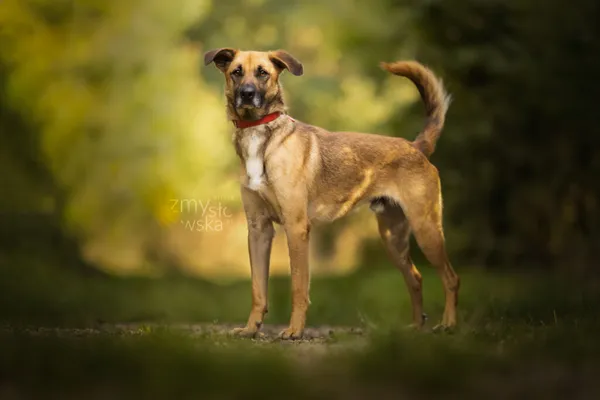 Pies do adopcji, Częstochowa, 16 stycznia 2021 (2/5)