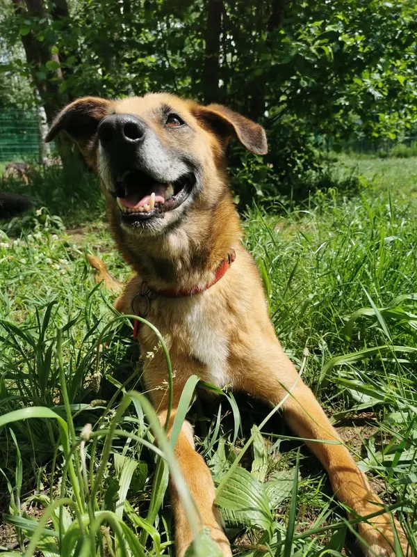 Pies do adopcji, Częstochowa, 16 stycznia 2021 (3/5)