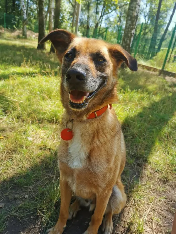 Pies do adopcji, Częstochowa, 16 stycznia 2021 (4/5)