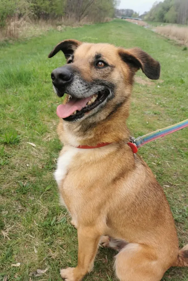 Pies do adopcji, Częstochowa, 16 stycznia 2021 (5/5)