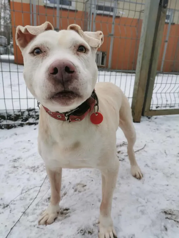 Pies do adopcji, Częstochowa, 25 lipca 2020 (3/5)