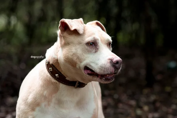 Pies do adopcji, Częstochowa, 25 lipca 2020 (4/5)