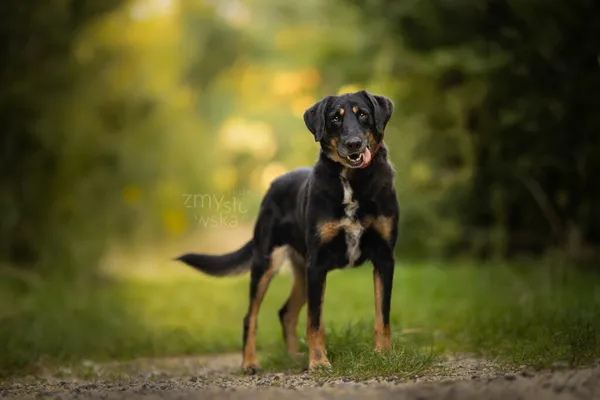 Pies do adopcji, Częstochowa, 18 sierpnia 2019 (1/5)