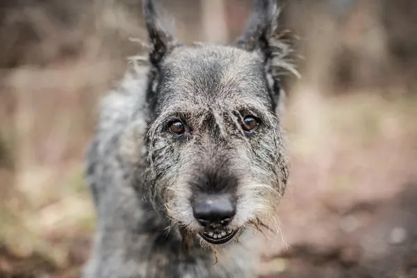 Pies do adopcji, Częstochowa, 24 października 2019 (5/5)