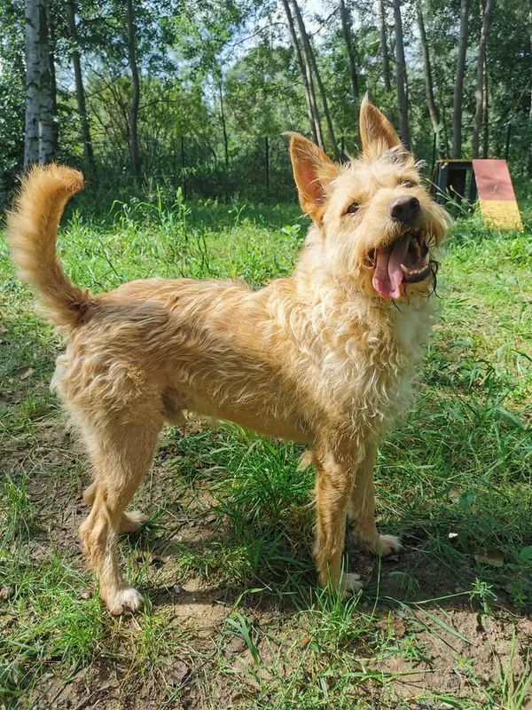 Pies do adopcji, Częstochowa, 4 października 2022 (1/5)