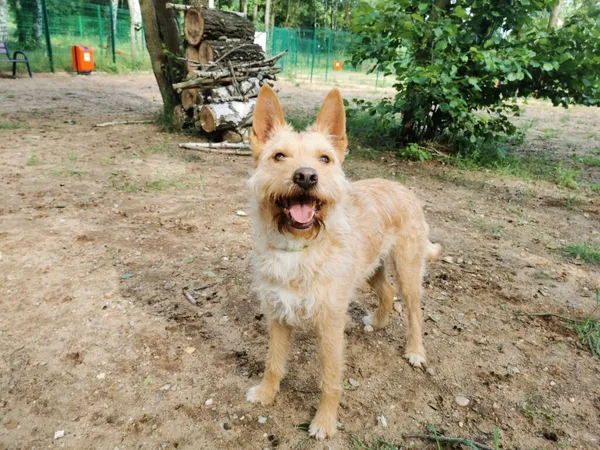 Pies do adopcji, Częstochowa, 4 października 2022 (2/5)