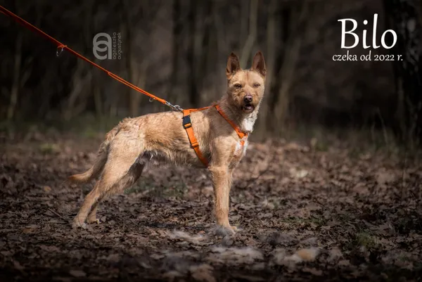 Pies do adopcji, Częstochowa, 4 października 2022 (3/5)