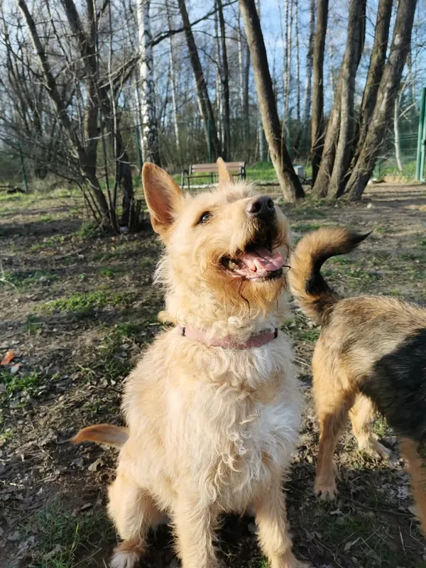 Pies do adopcji, Częstochowa, 4 października 2022 (5/5)