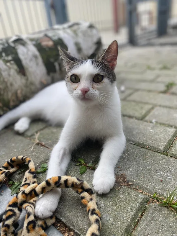 Kot do adopcji, Częstochowa, 11 lipca 2021 (1/3)