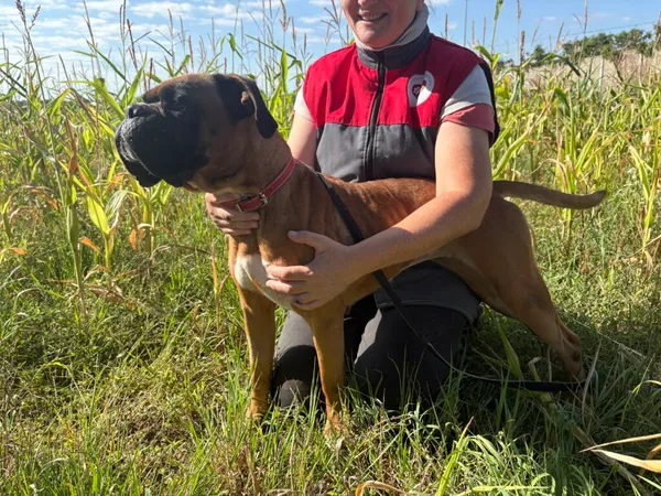 Pies do adopcji, Henrykowo, 22 lipca 2025 (2/3)