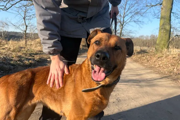 Pies do adopcji, Henrykowo, 2 grudnia 2025 (1/2)