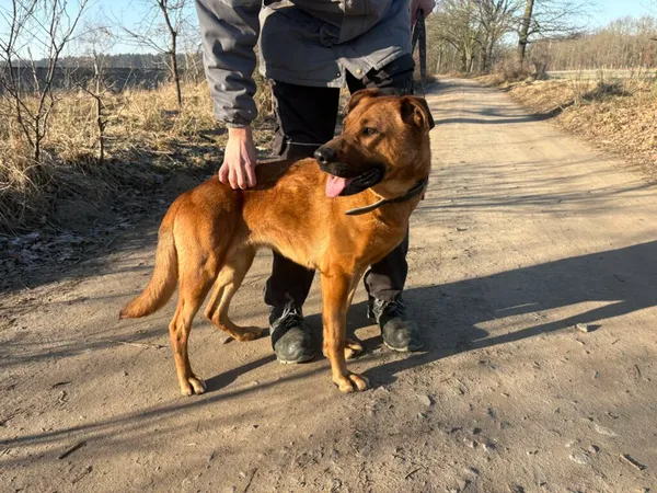 Pies do adopcji, Henrykowo, 2 grudnia 2025 (2/2)