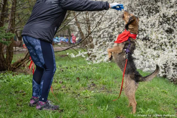 Pies do adopcji, Warszawa, 3 października 2022 (3/5)