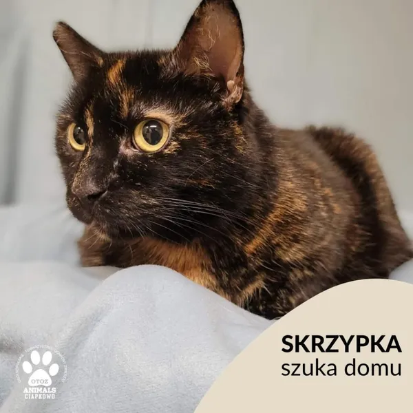 Kot do adopcji, Gdynia, 2 grudnia 2022