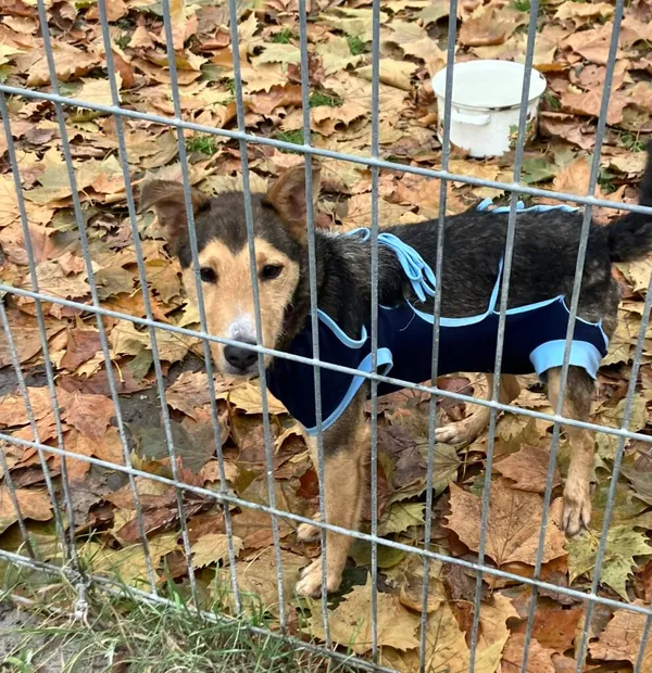 Pies do adopcji, Opole, 2 grudnia 2022