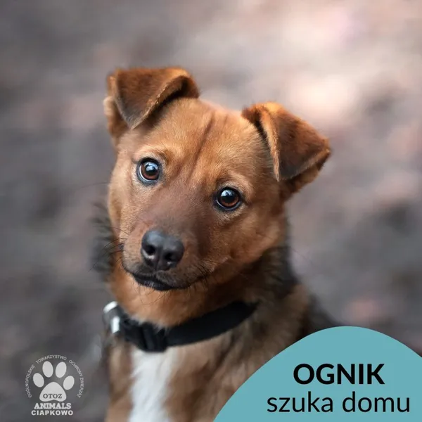 Pies do adopcji, Gdynia, 2 grudnia 2022 (1/5)