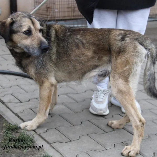 Pies do adopcji, Nowy Dwór Mazowiecki, 2 grudnia 2022 (1/5)