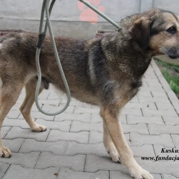 Pies do adopcji, Nowy Dwór Mazowiecki, 2 grudnia 2022 (5/5)