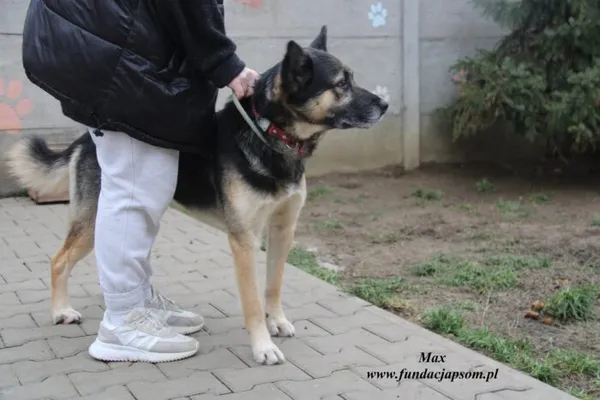 Pies do adopcji, Nowy Dwór Mazowiecki, 2 grudnia 2022 (2/5)