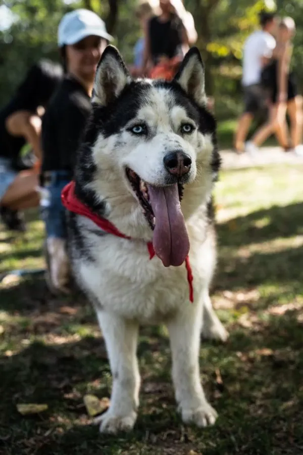 Pies do adopcji, Warszawa, 1 maja 2022 (5/5)