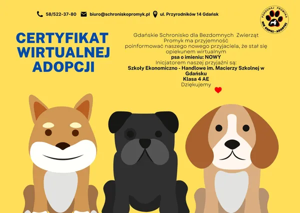 Pies do adopcji, Gdańsk, 16 lutego 2022 (5/5)
