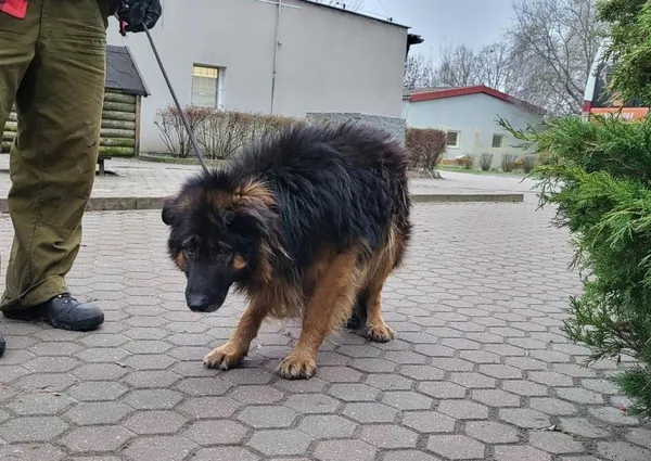 Znaleziono psa, Toruń, 1 grudnia 2022