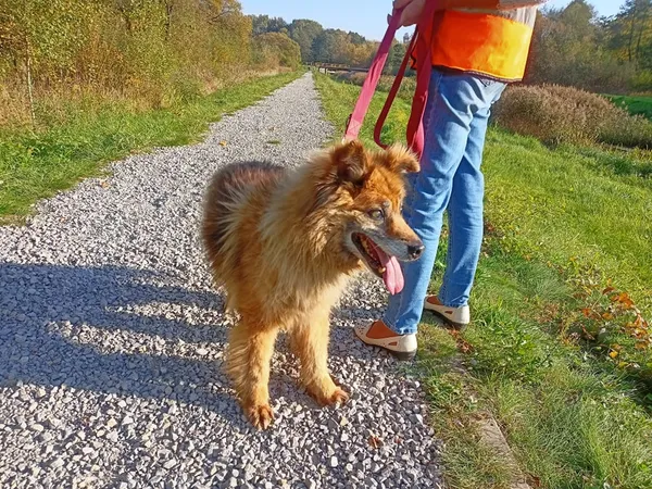 Pies do adopcji, Częstochowa, 20 stycznia 2019 (4/5)