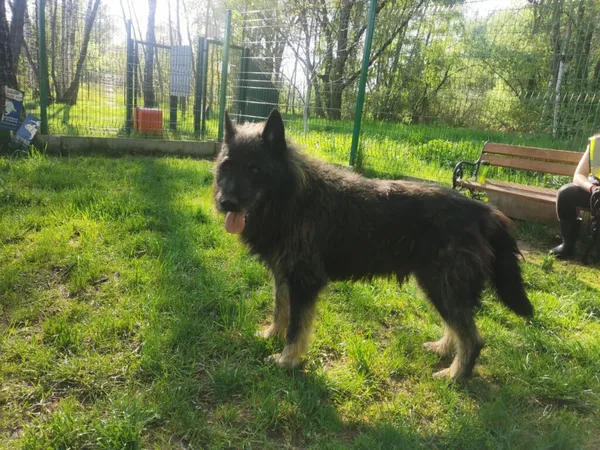 Pies do adopcji, Częstochowa, 15 maja 2019 (2/5)