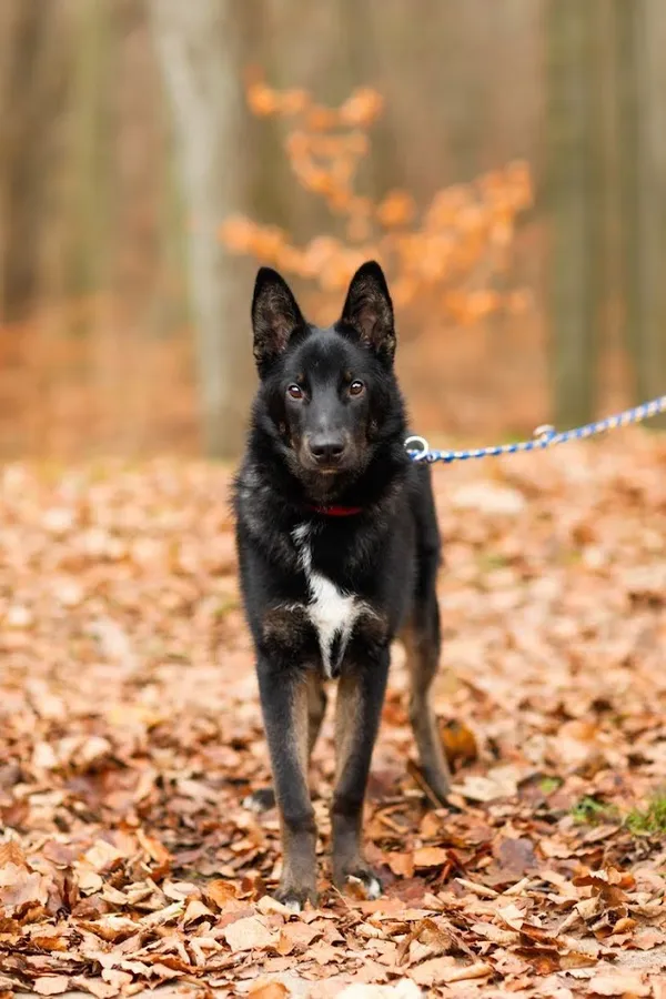 Pies do adopcji, Elbląg, 13 lipca 2022 (2/5)