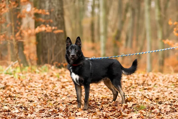 Pies do adopcji, Elbląg, 13 lipca 2022 (5/5)