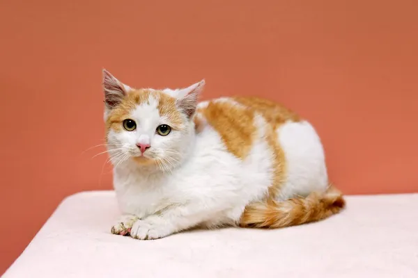 Kot do adopcji, Elbląg, 2 grudnia 2022