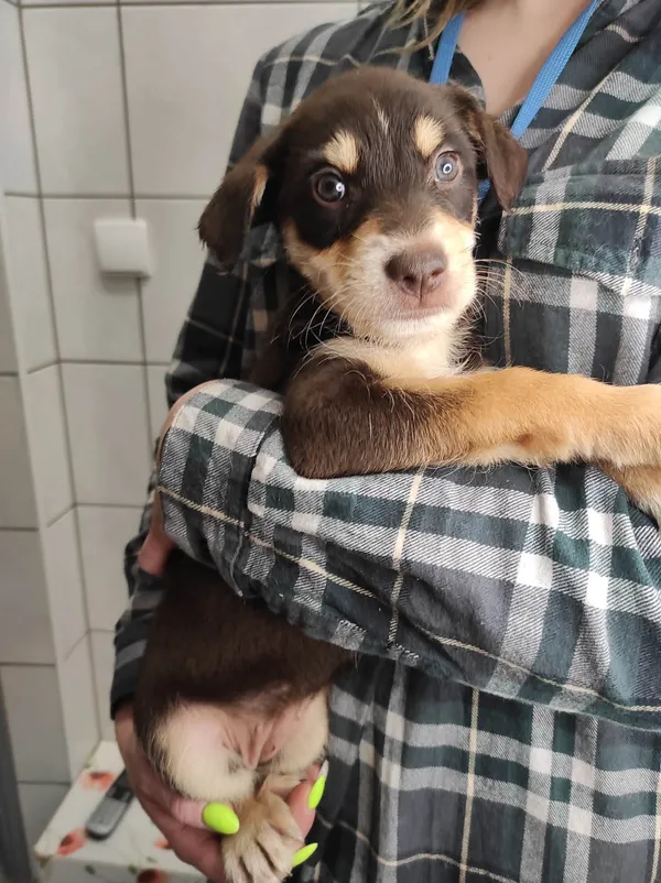 Pies do adopcji, Kielce, 5 grudnia 2022