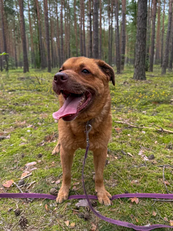 Pies do adopcji, Włocławek, 7 sierpnia 2022 (3/5)