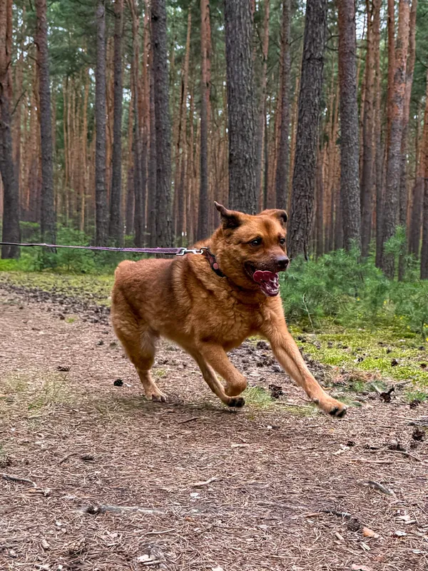 Pies do adopcji, Włocławek, 7 sierpnia 2022 (4/5)
