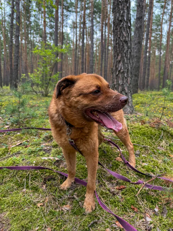 Pies do adopcji, Włocławek, 7 sierpnia 2022 (5/5)