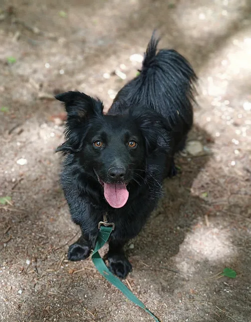 Pies do adopcji, Olsztyn, 3 października 2023 (1/4)