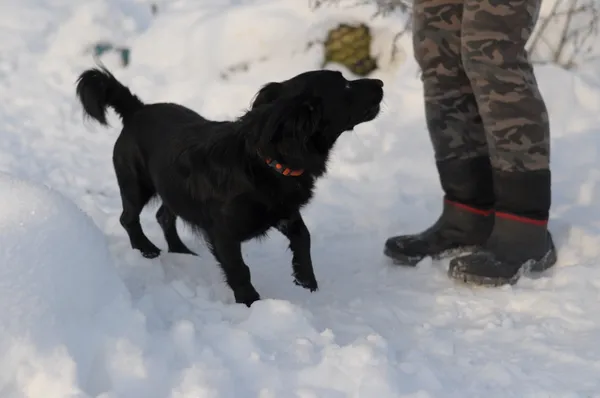 Pies do adopcji, Olsztyn, 3 października 2023 (3/4)