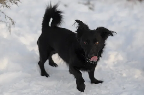 Pies do adopcji, Olsztyn, 3 października 2023 (4/4)