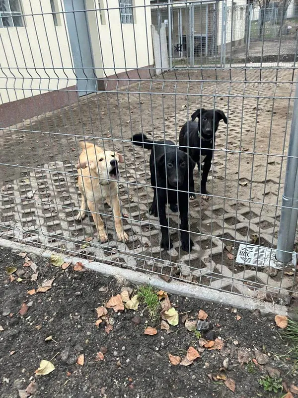 Pies do adopcji, Opole, 7 grudnia 2022 (2/2)