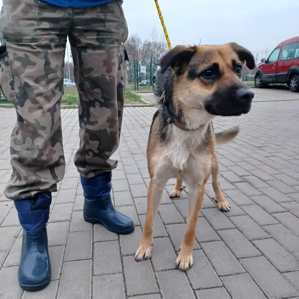 Znaleziono psa, Bydgoszcz, 1 grudnia 2022