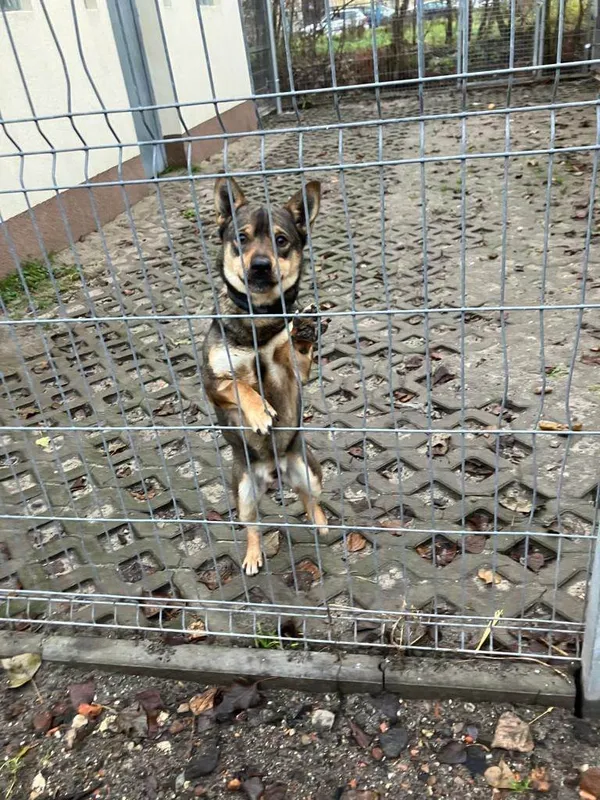 Pies do adopcji, Opole, 8 grudnia 2022