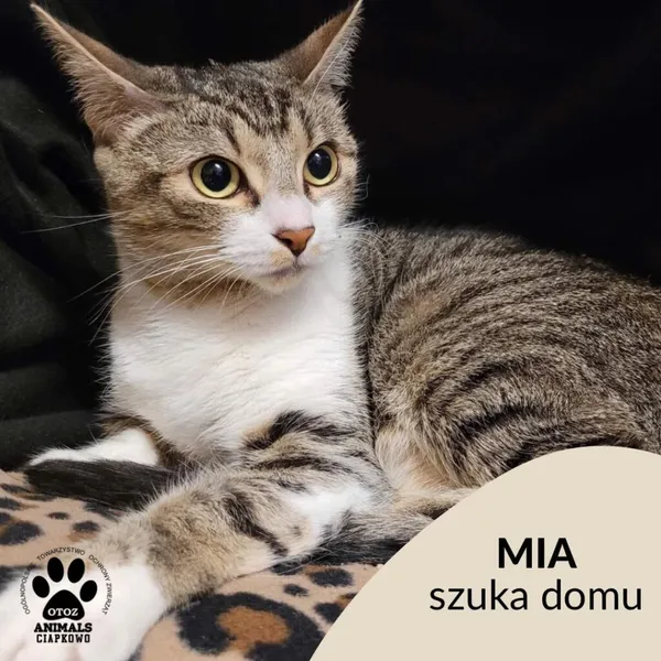 Kot do adopcji, Gdynia, 9 grudnia 2022