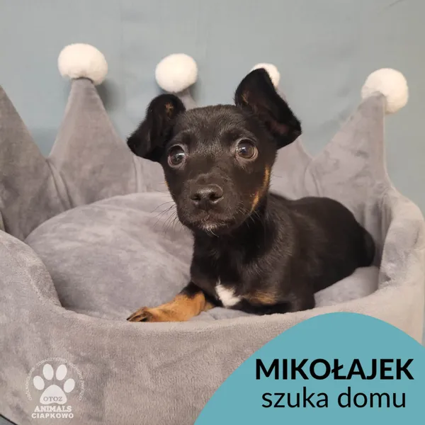 Pies do adopcji, Gdynia, 9 grudnia 2022 (1/5)
