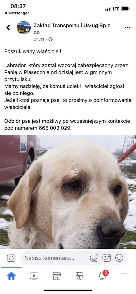 Znaleziono psa, Sępólno Krajeńskie, 10 grudnia 2022 (1/3)