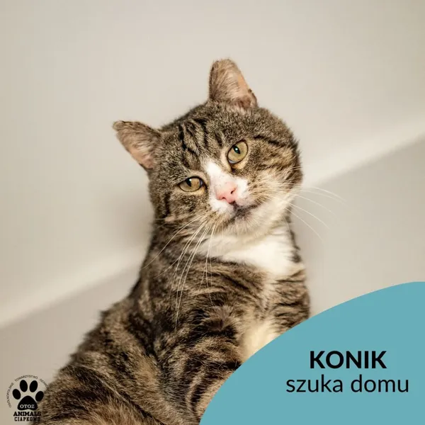 Kot do adopcji, Gdynia, 11 grudnia 2022