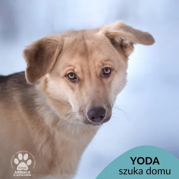Pies do adopcji, Gdynia, 11 grudnia 2022 (1/5)