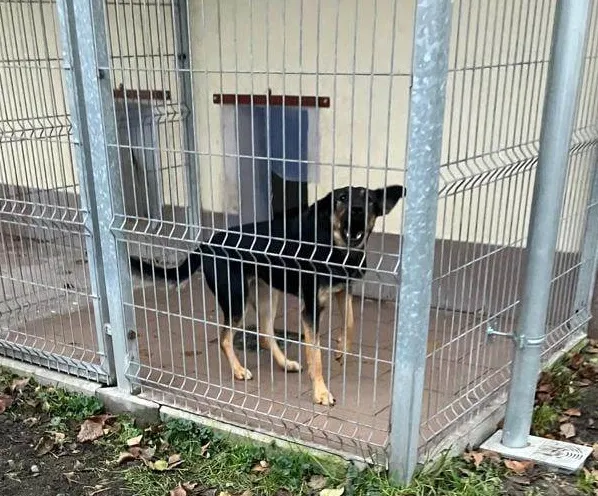 Pies do adopcji, Opole, 2 grudnia 2022