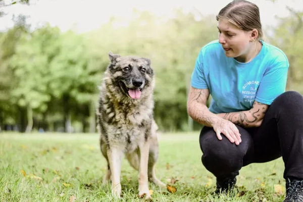 Pies do adopcji, Radom, 10 września 2025 (3/5)