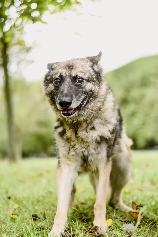 Pies do adopcji, Radom, 10 września 2025 (5/5)