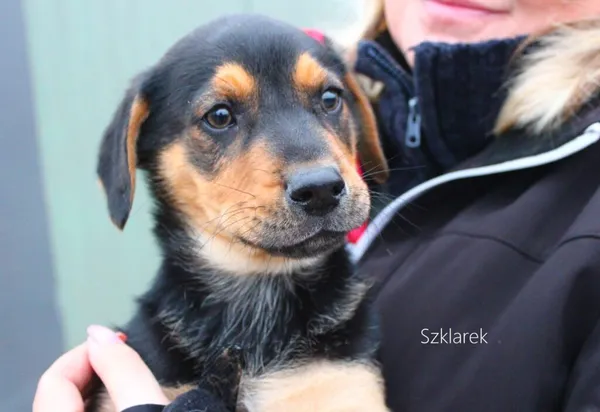 Pies do adopcji, Przyborówko, 13 grudnia 2022 (3/3)